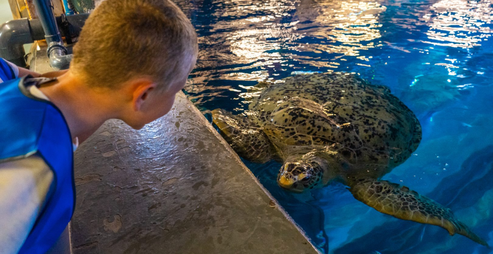 Feed the turtle at National Marine Aquarium